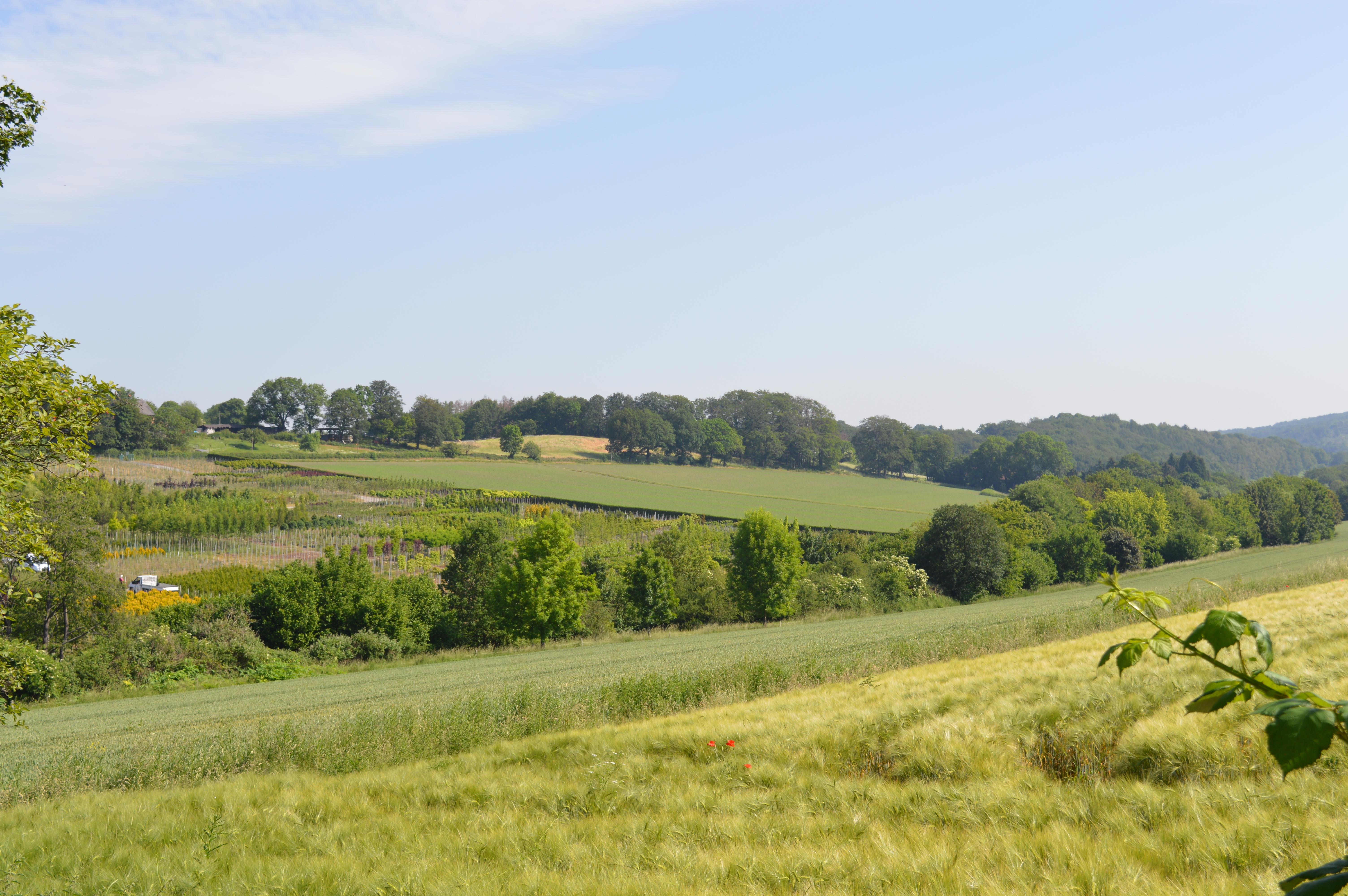 Niedersprockhövel im Sommer