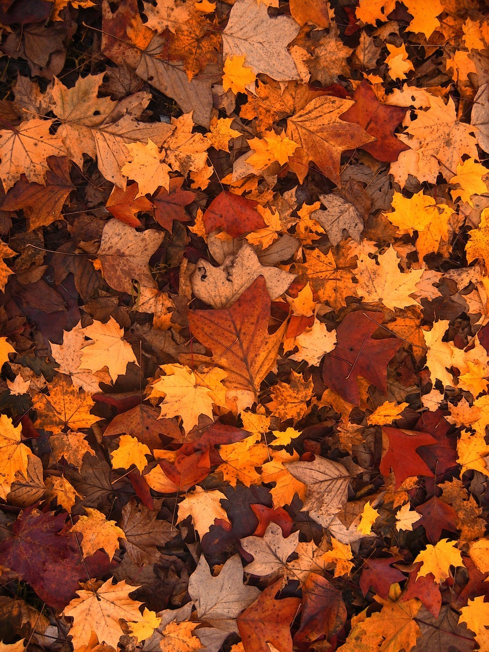 Herbstlaub bunte Herbstblätter liegen übereinander