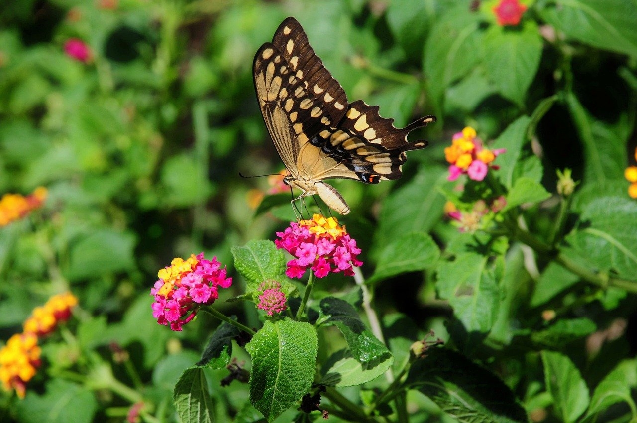 Ein Schmetterling, der auf einer rosafarbenen Blume sitzt