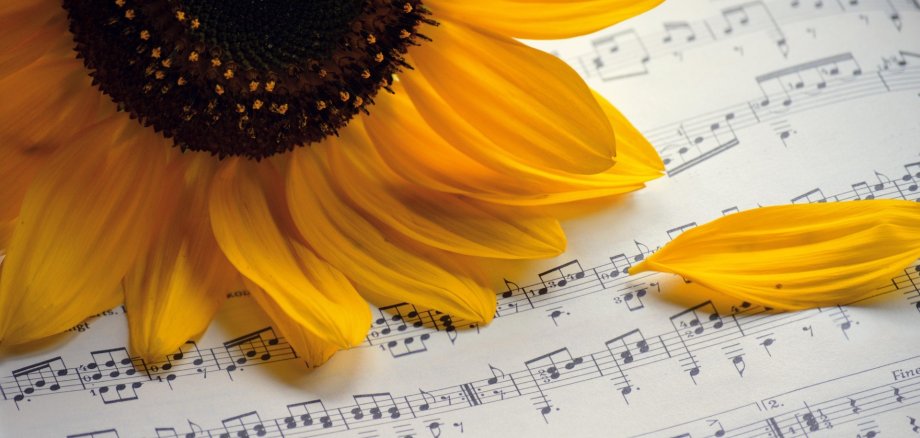 Eine Sonnenblume liegt auf einem Notenblatt