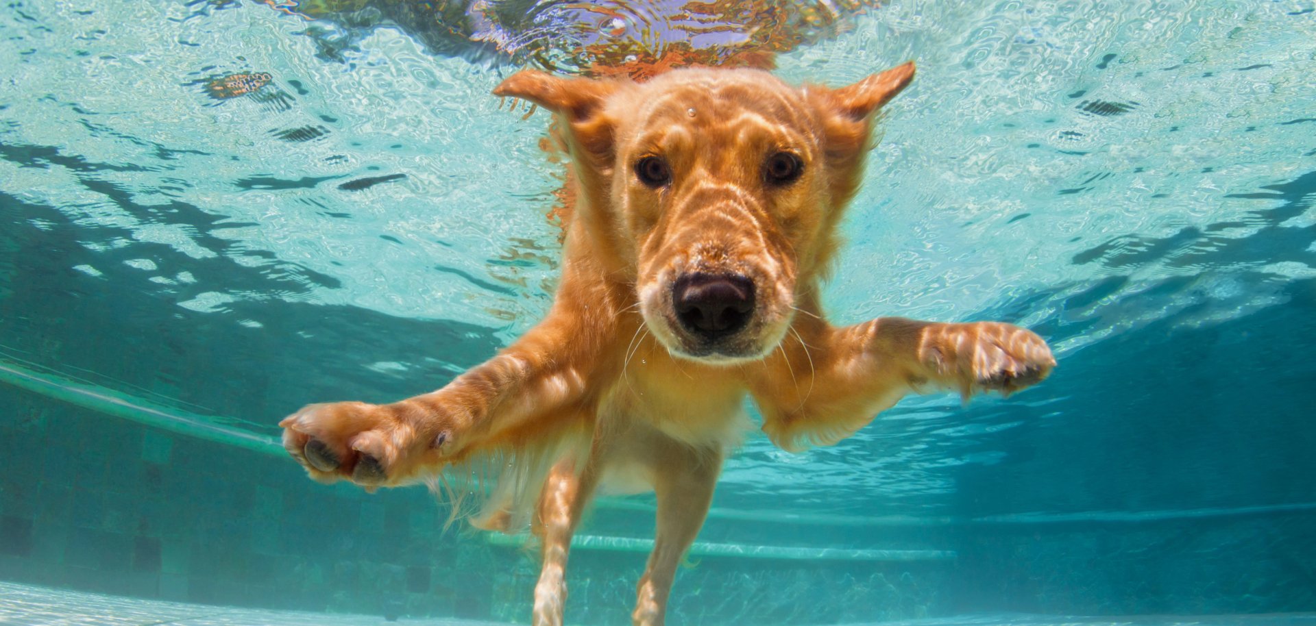 Underwater funny photo of golden labrador retriever in swimming pool Underwater funny photo of golden labrador retriever in swimming pool