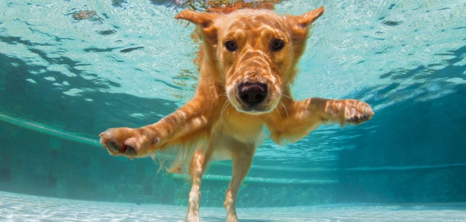 Underwater funny photo of golden labrador retriever in swimming pool