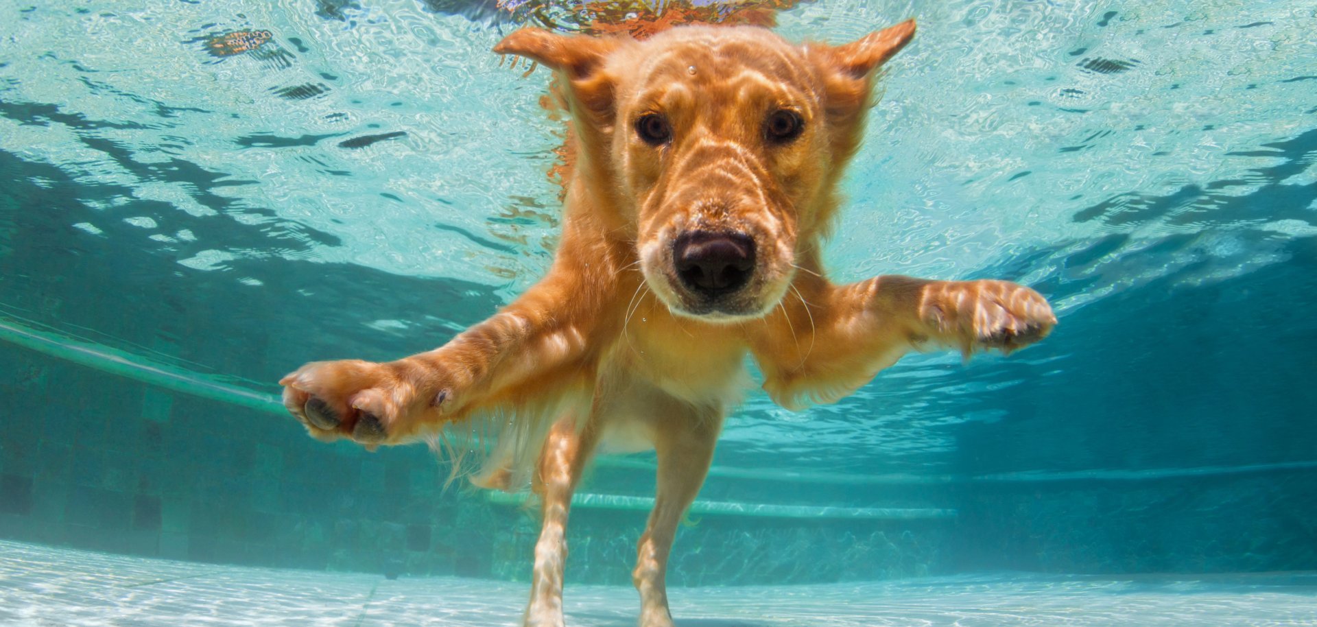 Underwater funny photo of golden labrador retriever in swimming pool Underwater funny photo of golden labrador retriever in swimming pool